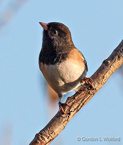 Dark-eyed Junco, Oregon form_20133.jpg - Dark-eyed Junco (Junco hyemalis), Oregon form; photographed at the Reifel Bird Sanctuary near Ladner, British Columbia, Canada.